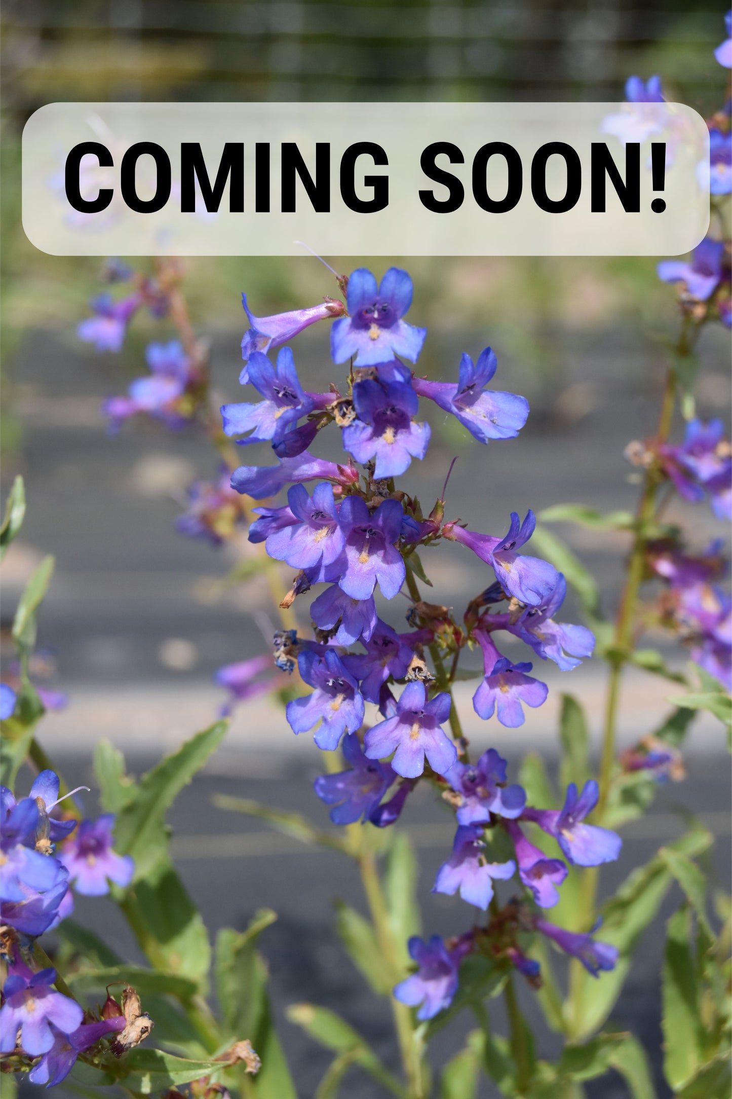 Penstemon Mix (Seed)