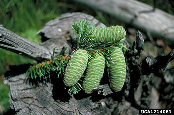 Grand Fir