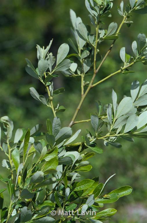Scouler's Willow