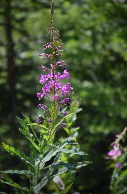 Fireweed (Seed)