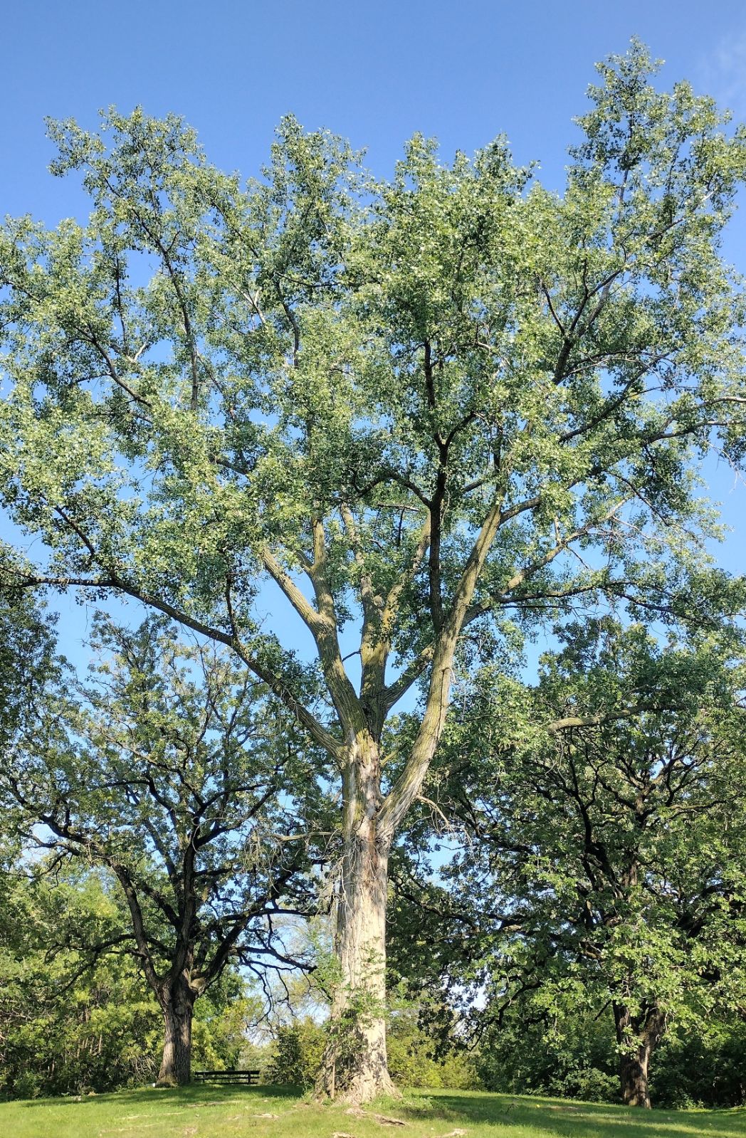Plains Cottonwood