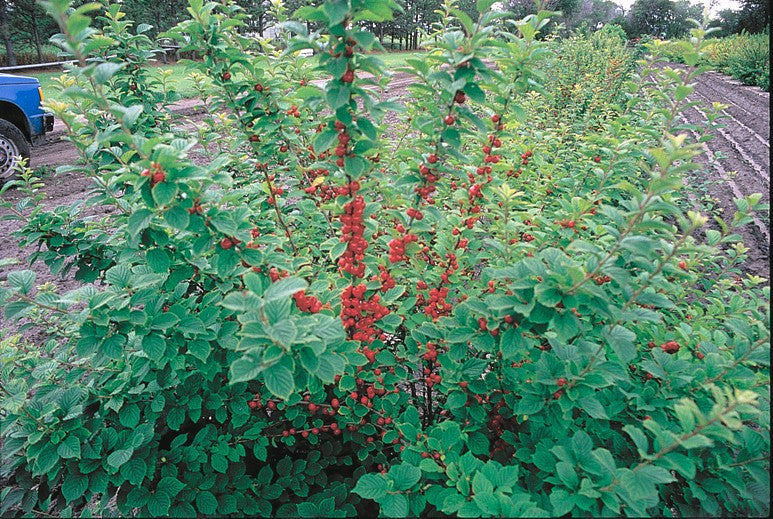 Nanking Cherry