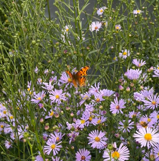 Smooth Blue Aster (Seed)