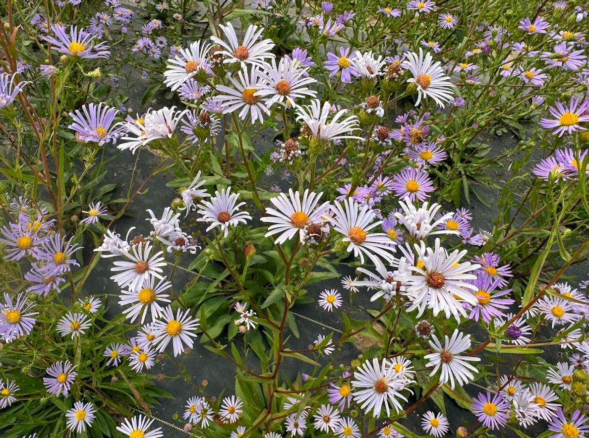 Smooth Blue Aster (Seed)