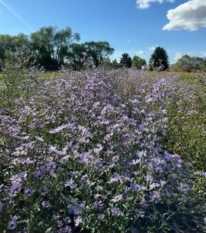 Smooth Blue Aster (Seed)