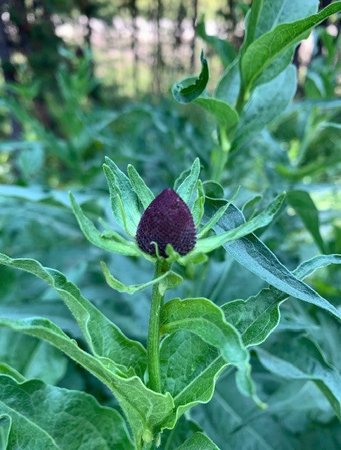 Western Coneflower (Seed)