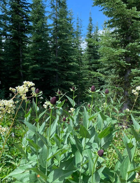 Western Coneflower (Seed)