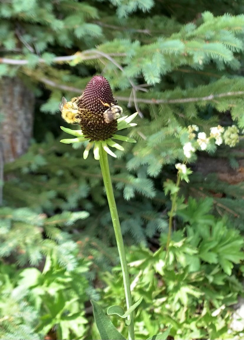 Western Coneflower (Seed)