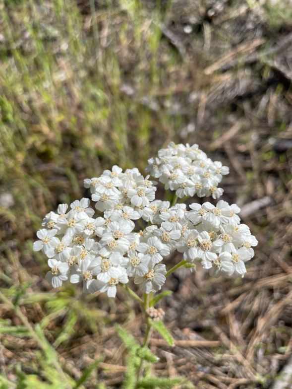 Yarrow (Seed)